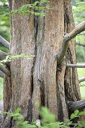 好评肉鸽射击游戏《救国少女之斯娜静歌》将登陆主机